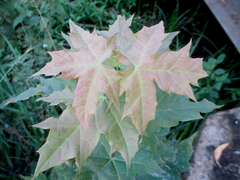 Acer platanoides