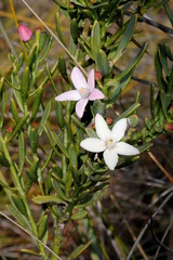 Philotheca queenslandica