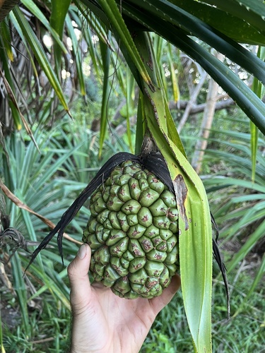Pandanus kirkii observed 2024-12-05