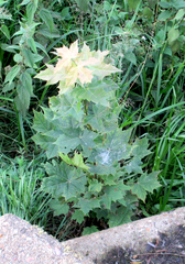 Acer platanoides