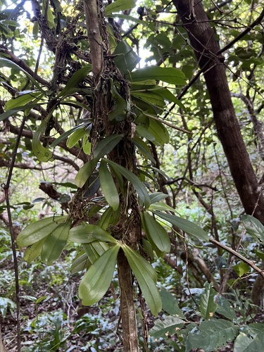 Aerangis kirkii (Rchb.f.) Schltr. 2