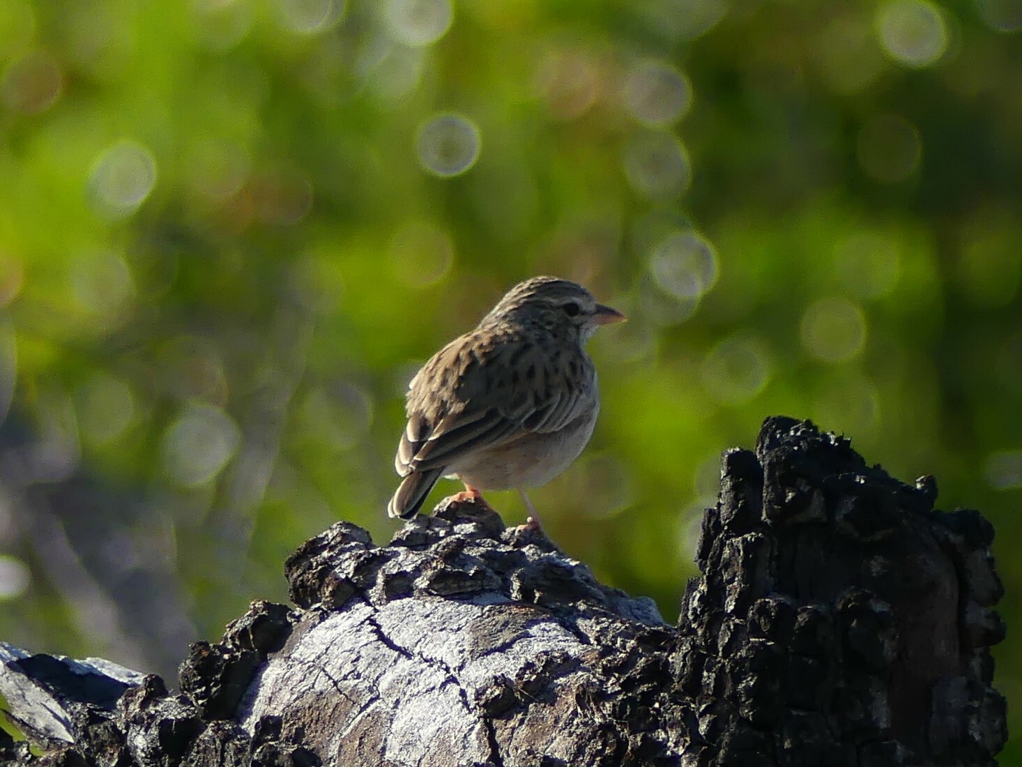 Madagascar Lark illustration