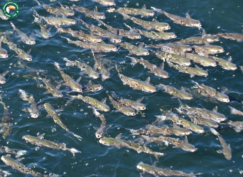 Madagascar mountain mullet (Agonostomus catalai) — Mugilidae