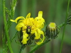 Cryptocephalus sericeus