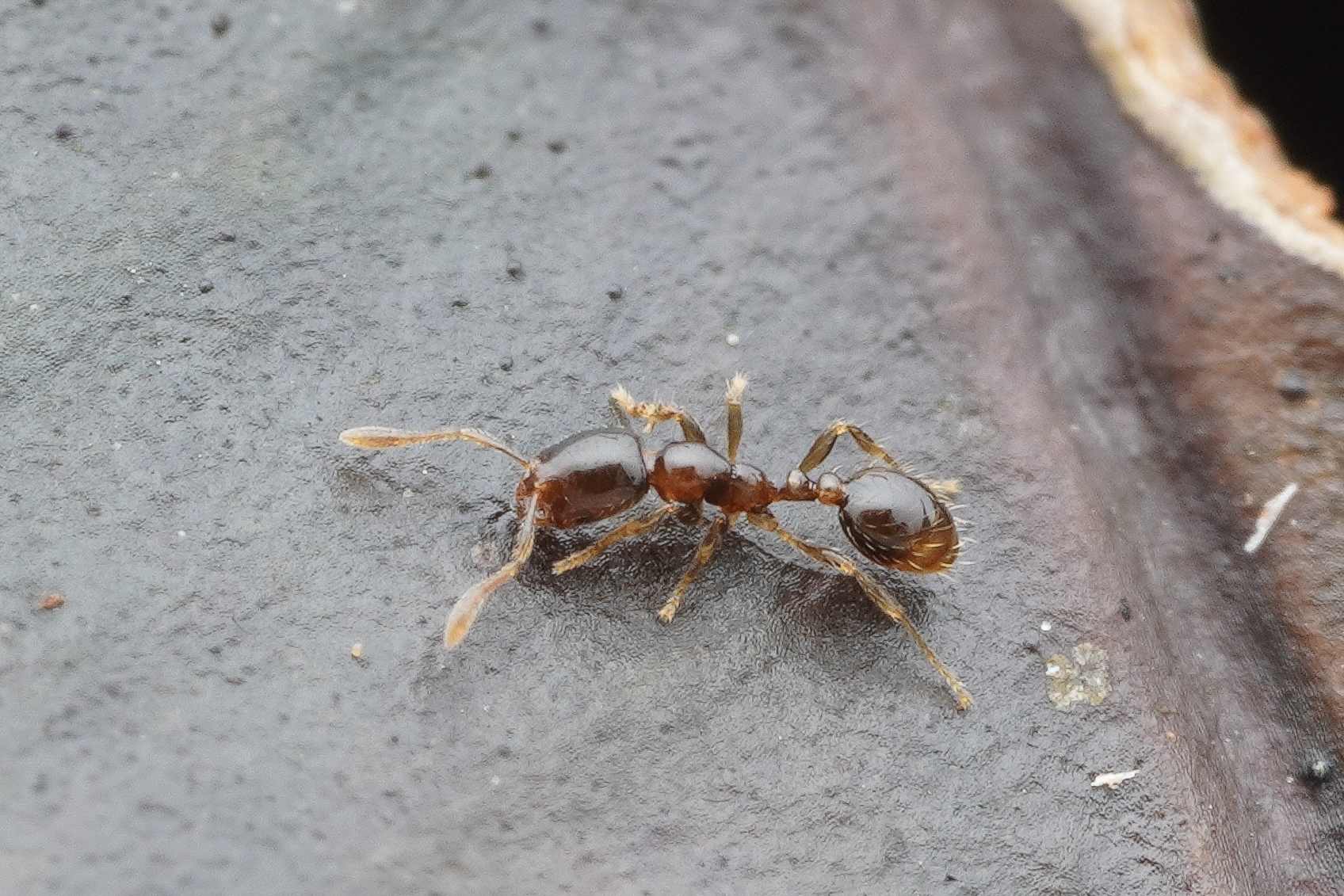 Monomorium taprobanae