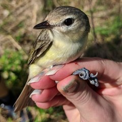 Warbling Vireo photo 6