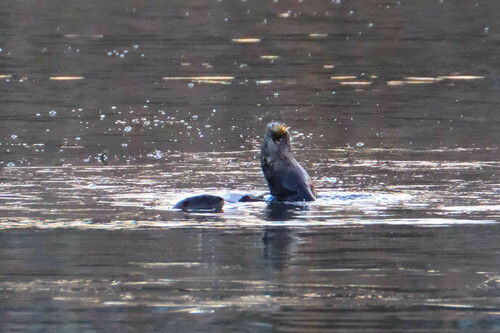 North American River Otter photographed in Connecticut