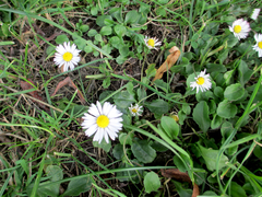 Bellis perennis