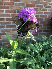 Papilio glaucus
