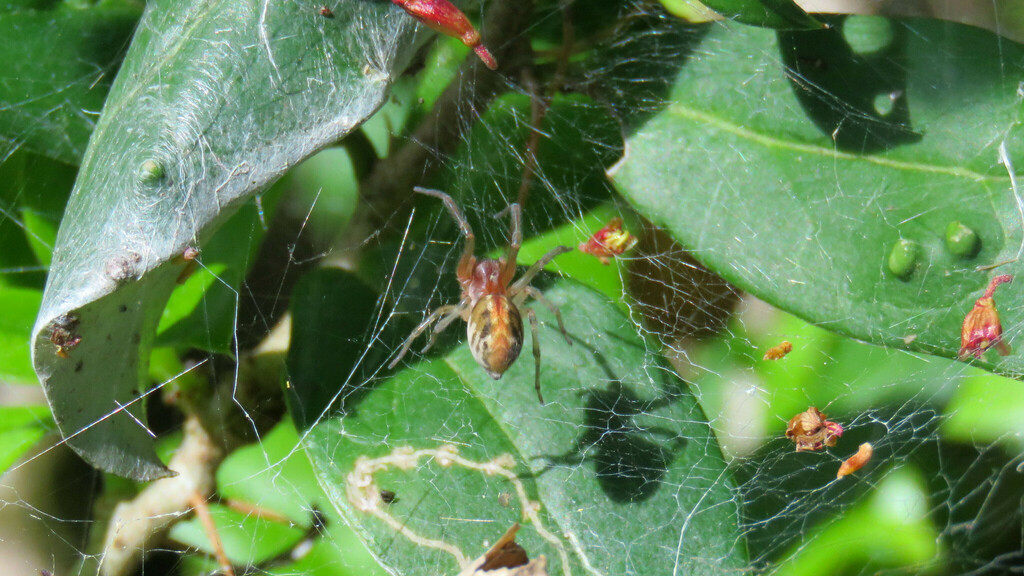 Callevopsis striata