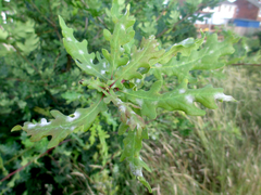 Quercus petraea