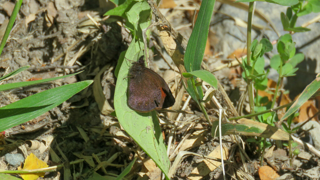 Homoeonympha schajovskoii