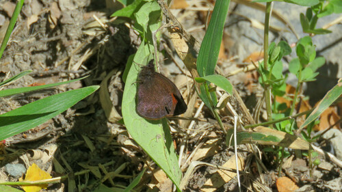 Homoeonympha schajovskoii