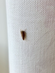 Paraphlepsius continuus