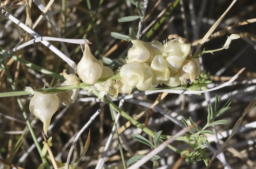 Astragalus lentiginosus var. albifolius