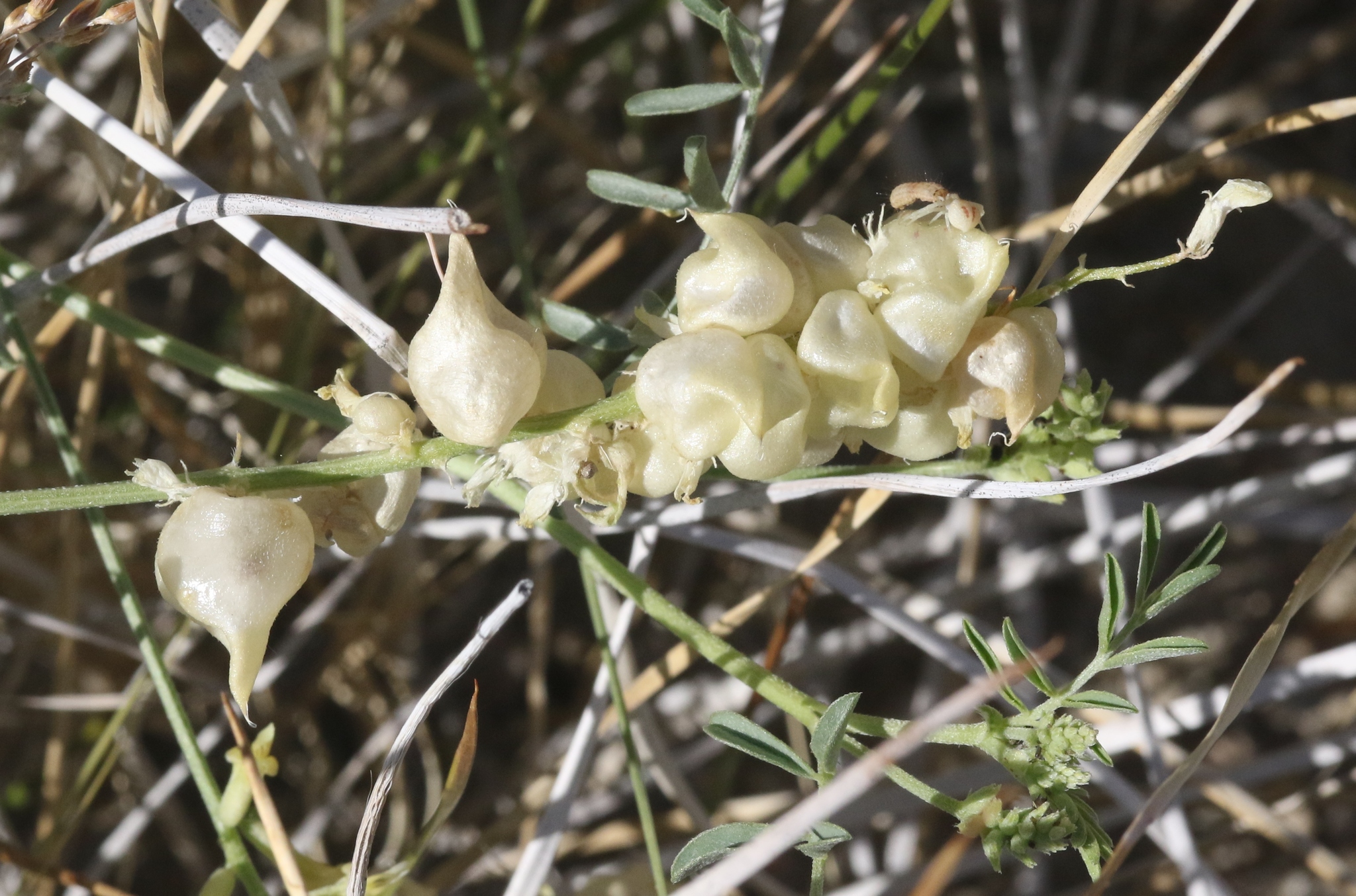 Astragalus lentiginosus var. albifolius