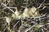 Northern Freckled Milkvetch - Photo (c) James Bailey, some rights reserved (CC BY-NC), uploaded by James Bailey