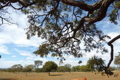 Dalbergia miscolobium