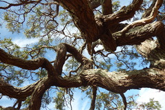 Dalbergia miscolobium