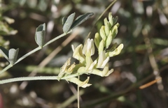 Astragalus lentiginosus albifolius