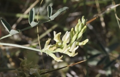 Astragalus lentiginosus albifolius