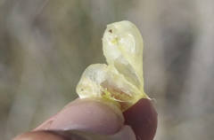 Astragalus lentiginosus albifolius
