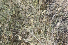 Astragalus lentiginosus albifolius
