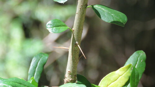 Archidasyphyllum diacanthoides, photograph 4