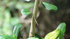 Archidasyphyllum diacanthoides, photograph Ariadna Tripaldi, CC BY, iNaturalist via GBIF
