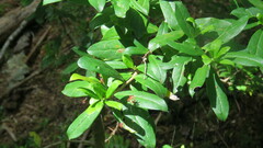 Archidasyphyllum diacanthoides, photograph Ariadna Tripaldi, CC BY, iNaturalist via GBIF