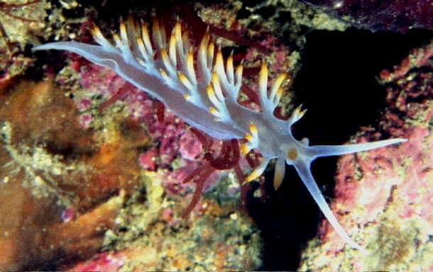 Samlidae