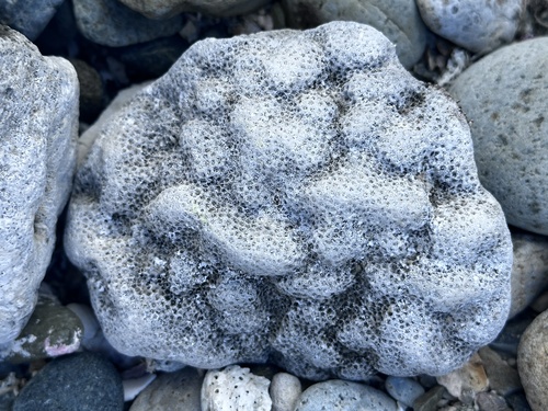 Mustard Hill Coral, photo 9 of 10