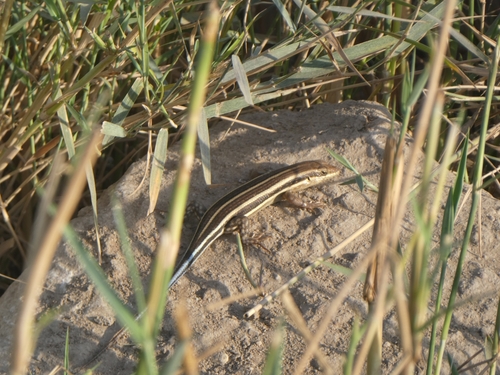 African Five-lined Skink