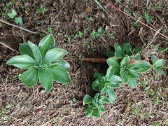 Echeveria platyphylla