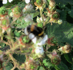 Bombus
