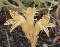 Aphyllon parishii parishii