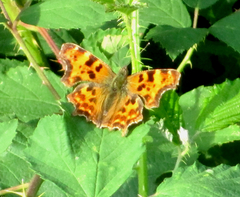 Polygonia c-album