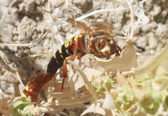 Sphecius