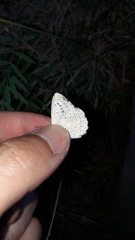 Polyommatus daphnis