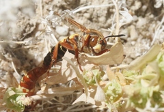 Sphecius