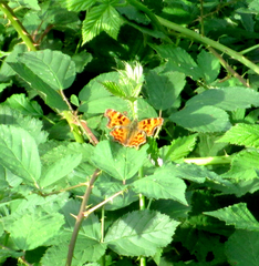 Polygonia c-album