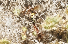 Sphecius