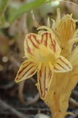 Aphyllon parishii parishii