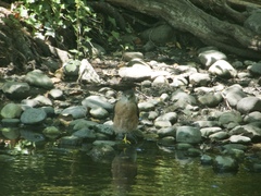 Accipiter cooperii