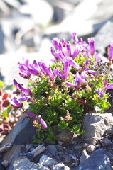 Penstemon davidsonii davidsonii
