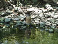 Accipiter cooperii