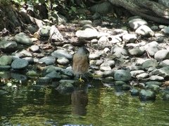 Accipiter cooperii