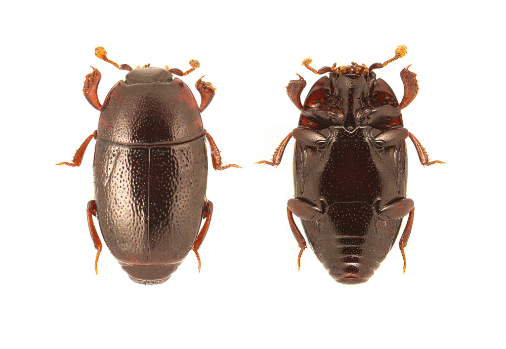 Paromalus bistriatus