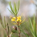 Persoonia virgata - Photo (c) Pete Woodall, some rights reserved (CC BY-NC), uploaded by Pete Woodall