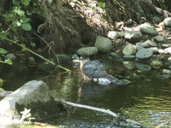 Accipiter cooperii